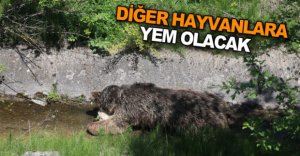 DİĞER HAYVANLARA YEM OLACAK