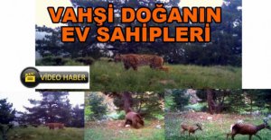 DOĞADAKİ VAHŞİ HAYVANLAR GÖRÜNTÜLENDİ