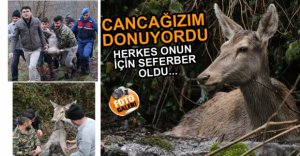 GEYİK DONMAK ÜZEREYKEN BULUNDU