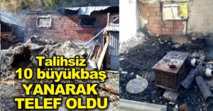 HAYVANLAR YANARAK TELEF OLDU