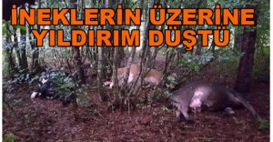 İNEKLERE YILDIRIM ÇARPTI...