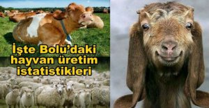 İŞTE BOLU'DAKİ HAYVAN ÜRETİM İSTATİSTİKLERİ