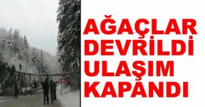 KAR YAĞIŞI AĞAÇLARI DEVİRDİ , ULAŞIM KAPANDI