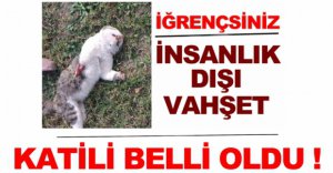 KEDİLERİ SOKAK KÖPEKLERİ ÖLDÜRMÜŞ !