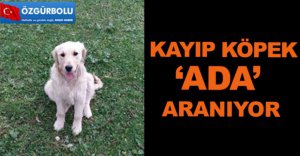 KAYIP KÖPEK 'ADA' ARANIYOR