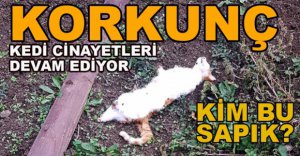KEDİ KATLİAMLARI DEVAM EDİYOR