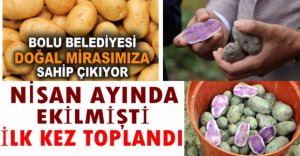MOR PATATESLER İLK KEZ TOPLANDI