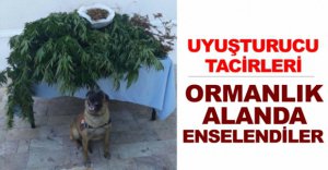 ORMANDA ENSELENDİLER