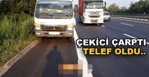 ÇEKİCİNİN ÇARPTIĞI TİLKİ TELEF OLDU