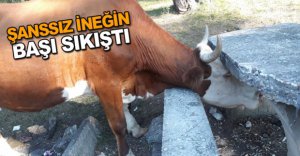 ŞANSSIZ İNEĞİN BAŞI SIKIŞTI