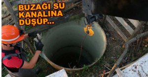 SU KUYUSUNA DÜŞEN BUZAĞI TELEF OLDU