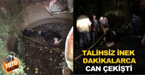 SU KUYUSUNDA CAN ÇEKİŞTİ