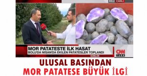 ULUSAL BASINDAN MOR PATATESE BÜYÜK İLGİ