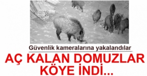 VİDEO HABER - AÇ KALAN DOMUZLAR KÖYE İNDİ