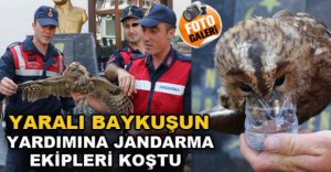 YARALI BAYKUŞUN YARDIMINA KOŞTULAR