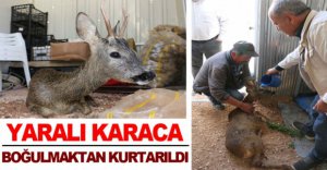 YARALI KARACA SON ANDA KURTARILDI