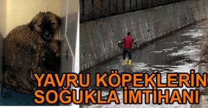 YAVRU KÖPEKLERİN İMDADINA VATANDAŞ YETİŞTİ