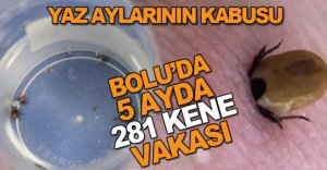 YAZ AYLARININ KABUSU