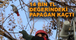 14 BİN TL DEĞERİNDEKİ PAPAĞAN KAÇTI