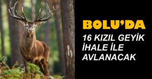 16 KIZIL GEYİK İHALEYLE AVLANACAK