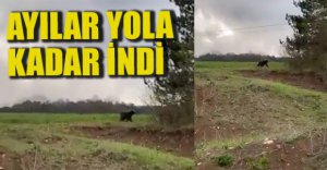 AYILAR YAŞAM ALANLARINA İNDİ