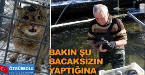 YABAN KEDİSİ BALIKLARA DADANDI