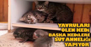 BAŞKA KEDİLERE SÜT ANNELİĞİ YAPIYOR