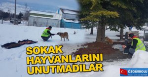 BELEDİYE SOKAK HAYVANLARINI UNUTMADI