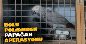 BOLU POLİSİNDEN PAPAĞAN OPERASYONU