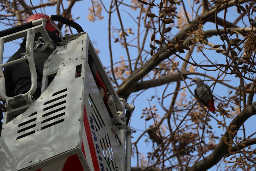 14 BİN TL DEĞERİNDEKİ PAPAĞAN KAÇTI