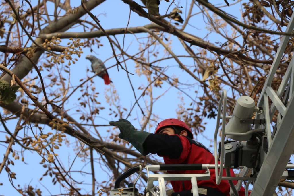 14 BİN TL DEĞERİNDEKİ PAPAĞAN KAÇTI