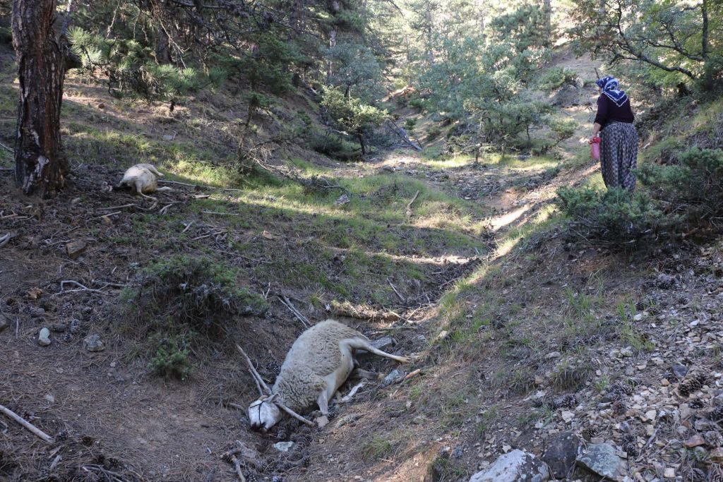 ACI MANZARAYLA KARŞILAŞTILAR