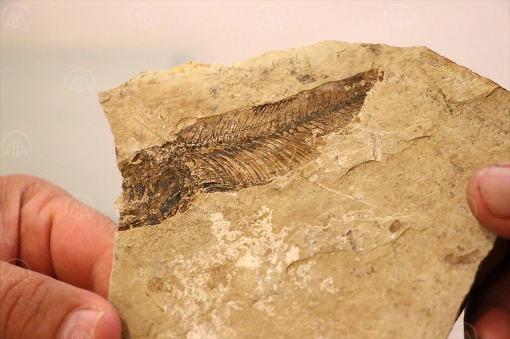 BOLU'DA 19 MİLYON YIL ÖNCESİNE YOLCULUK