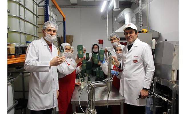 BOLU'NUN ÇAM KOLONYASINA RAĞBET ARTTI