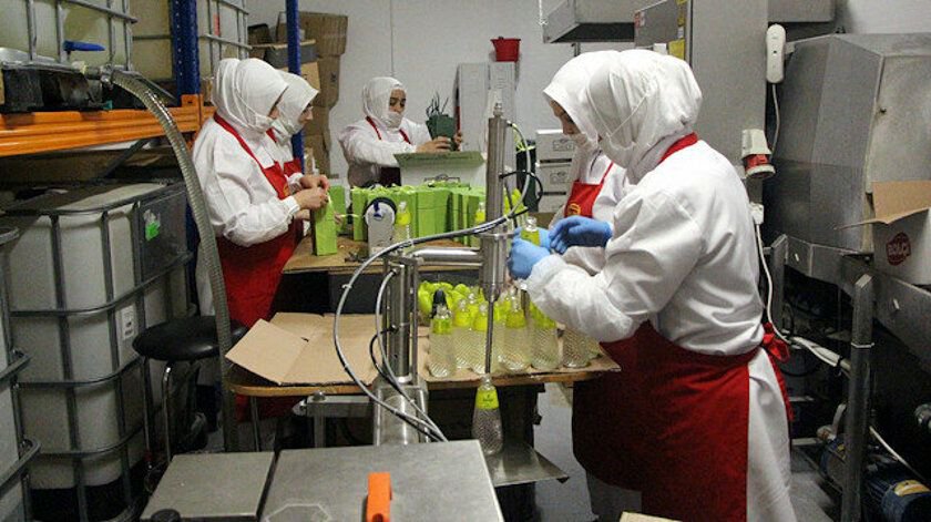 BOLU'NUN ÇAM KOLONYASINA RAĞBET ARTTI