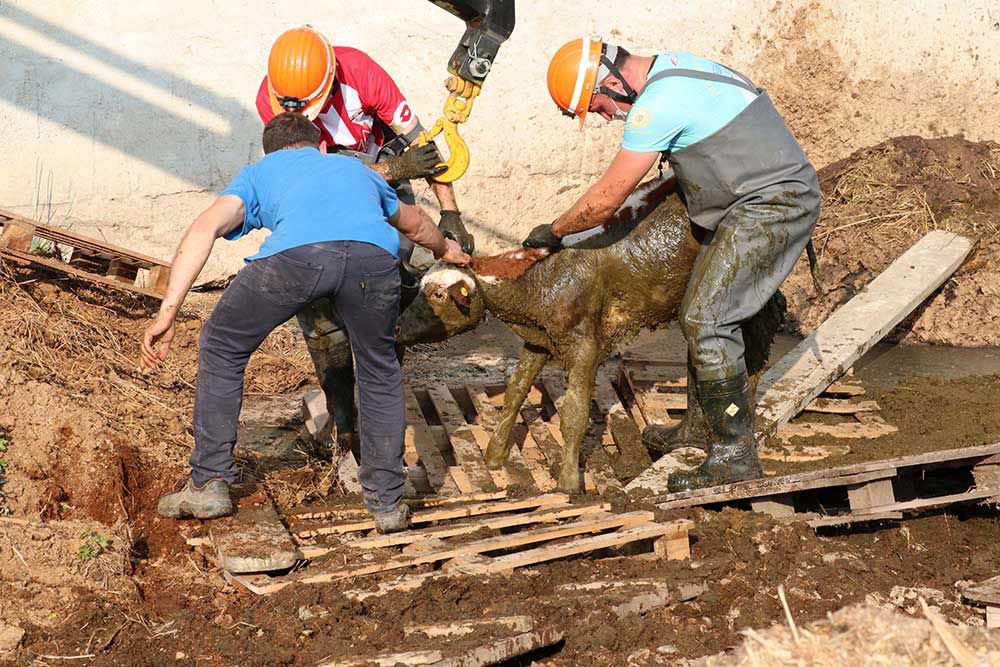 BUZAĞILARIN GÜBRE İLE MÜCADELESİ...