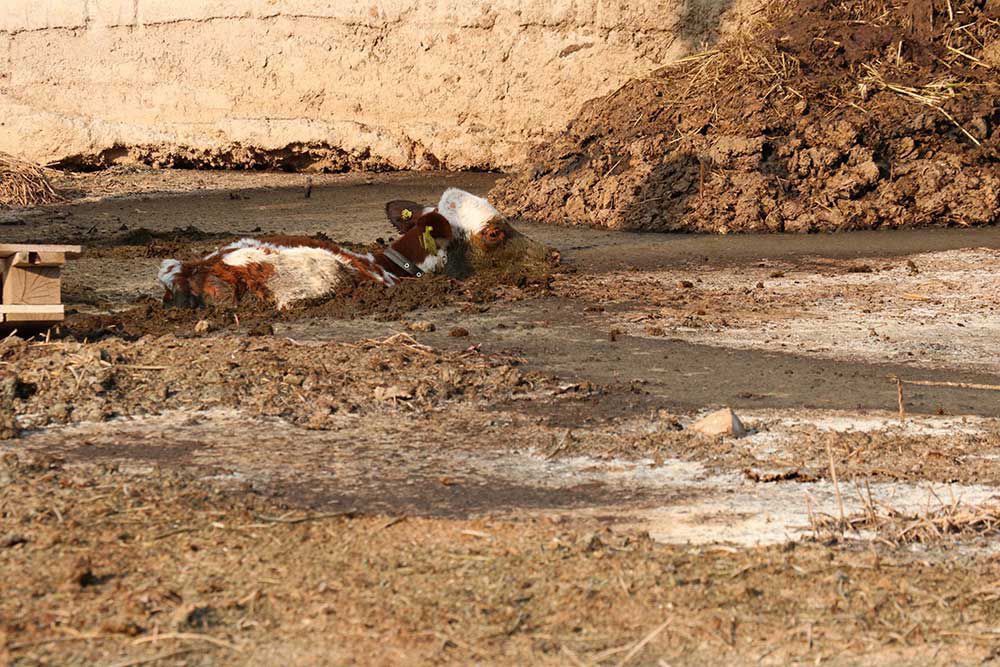 BUZAĞILARIN GÜBRE İLE MÜCADELESİ...