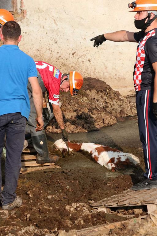 BUZAĞILARIN GÜBRE İLE MÜCADELESİ...