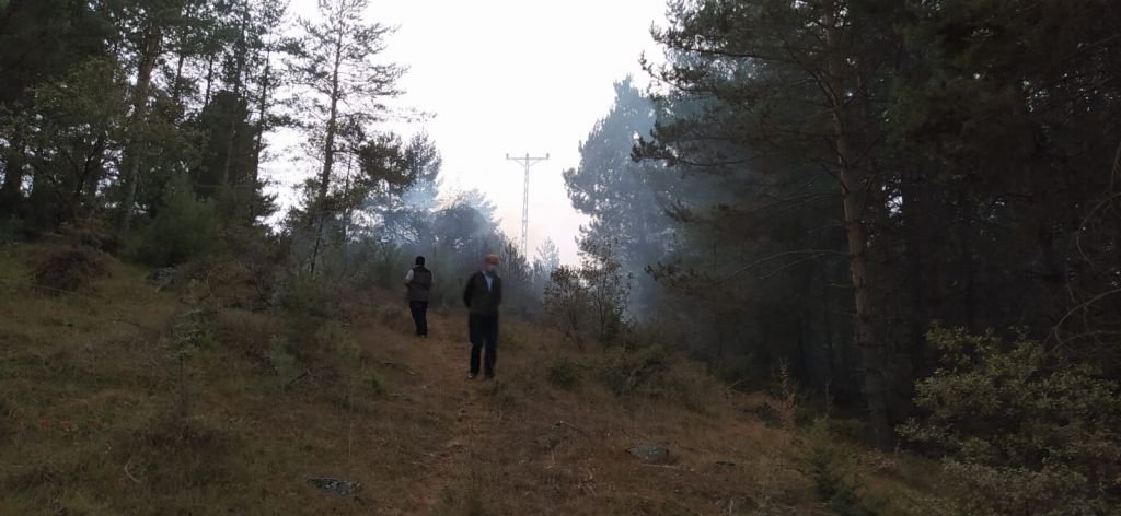 DEVRİLEN AĞAÇ YANGINA SEBEP OLDU