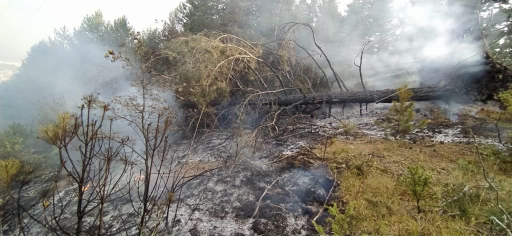 DEVRİLEN AĞAÇ YANGINA SEBEP OLDU