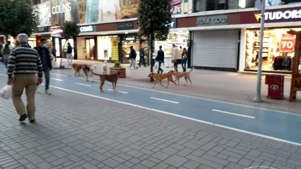 İZZET BAYSAL CADDESİ'Nİ KÖPEKLER BASTI !
