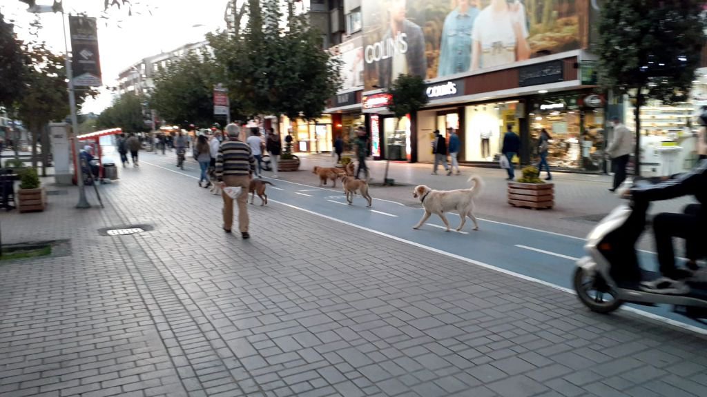 İZZET BAYSAL CADDESİ'Nİ KÖPEKLER BASTI !