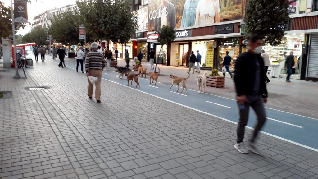 İZZET BAYSAL CADDESİ'Nİ KÖPEKLER BASTI !