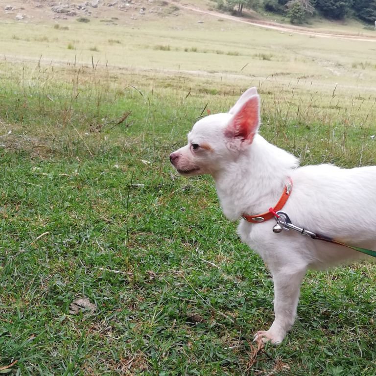 KAYIP KÖPEK ARANIYOR!