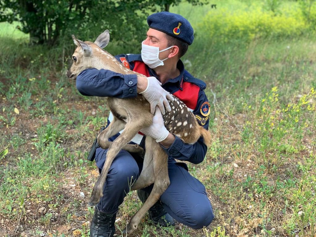YAVRU GEYİĞİ BİBERONLA BESLEDİ