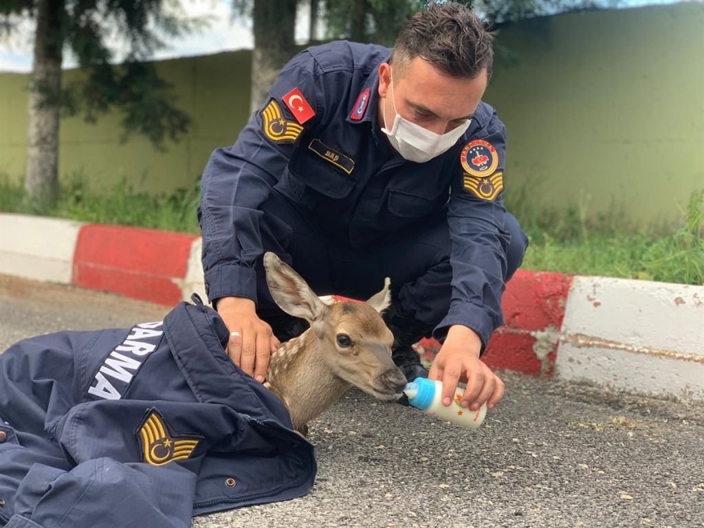 YAVRU GEYİĞİ BİBERONLA BESLEDİ