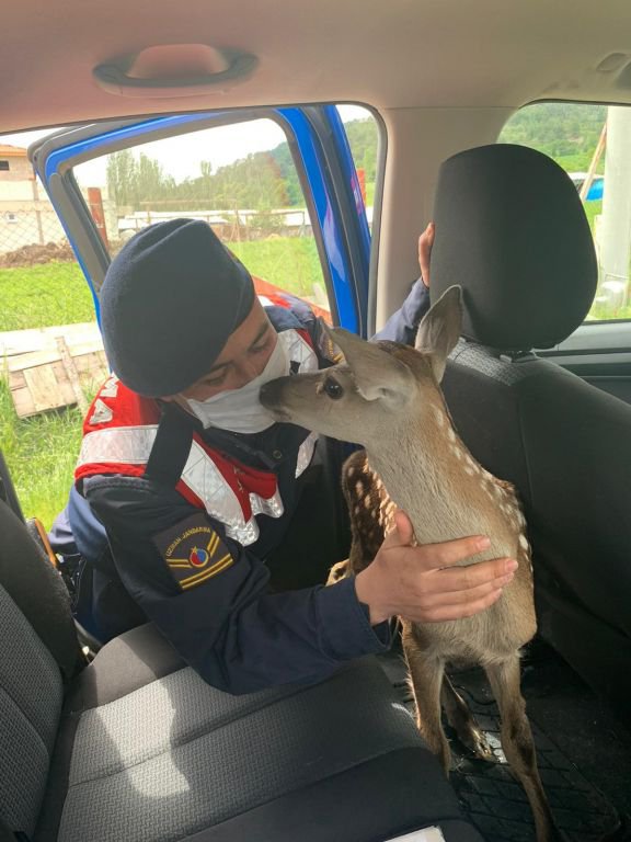 YAVRU GEYİĞİ BİBERONLA BESLEDİ