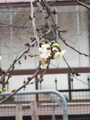 KIŞ ORTASINDA ÇİÇEK AÇTI