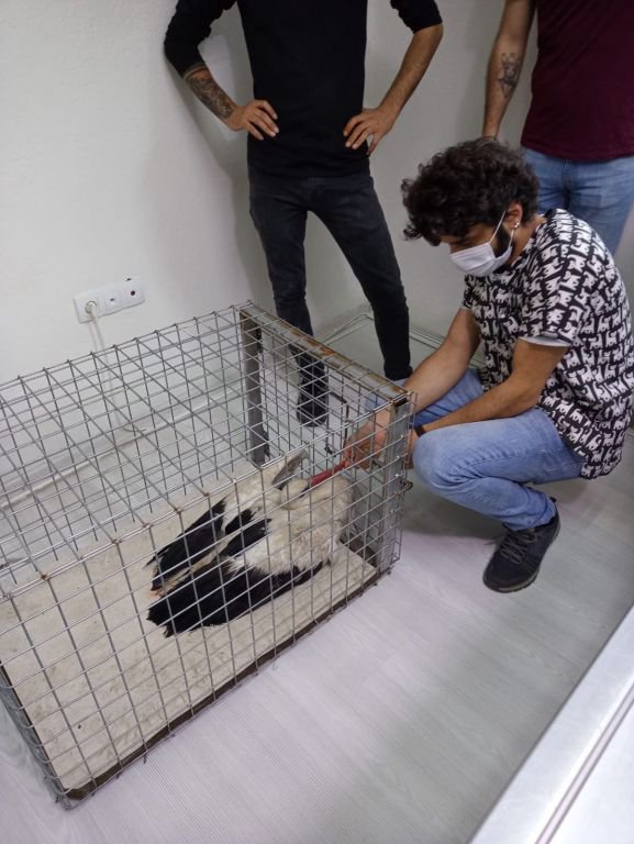 LEYLEK ELEKTRİK AKIMINA KAPILDI