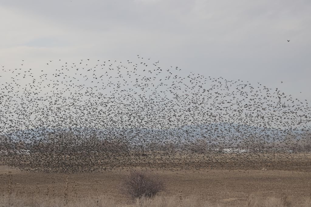 SIĞIRCIKLARDAN GÖRSEL ŞÖLEN !